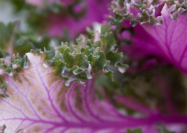 leaves in the garden