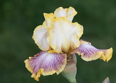 iris gladiolus in bloom in