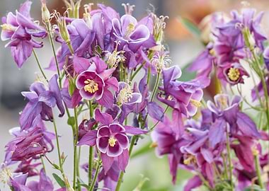 aquilegia flower in bloom