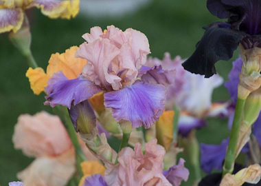 iris gladiolus in bloom in