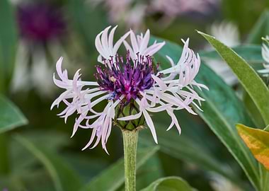 cornflower in bloom