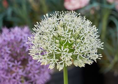 allium in bloom