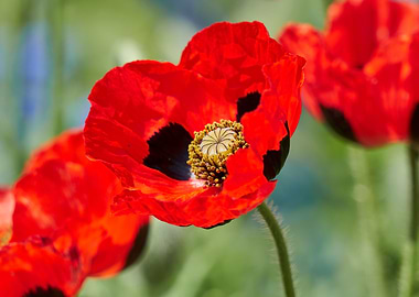 cultivated poppy