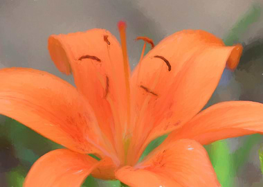 iris gladiolus in bloom