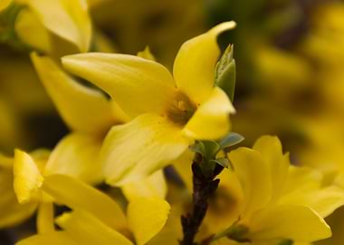 yellow forsythia in spring