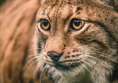 Focused Lynx