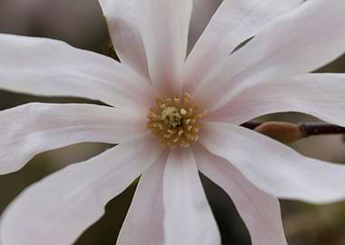 blooming magnolia flowers