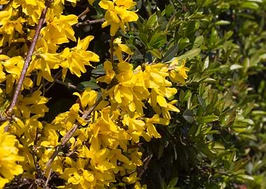 yellow forsythia in spring