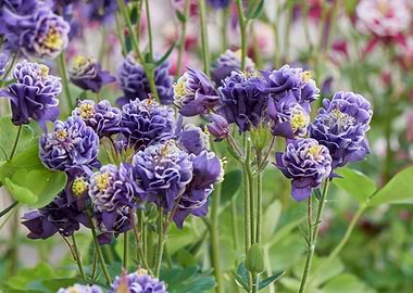 aquilegia flower in bloom