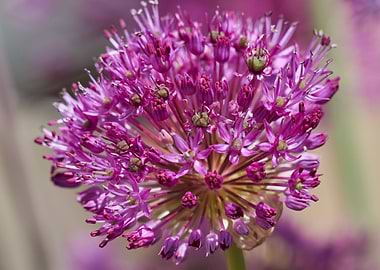 allium in bloom