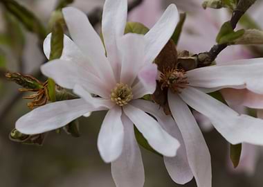 blooming magnolia flowers