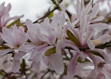 blooming magnolia flowers