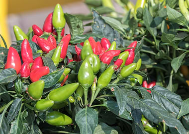 chili pepper for food