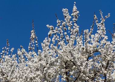 white flower in spring