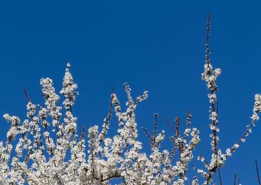 white flower in spring