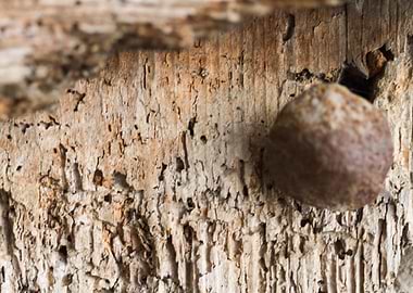 rusty screw on an old wood