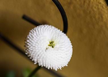 bellis perennis in spring