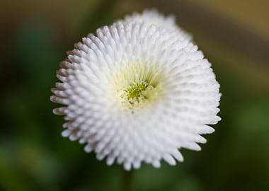 white flower in spring
