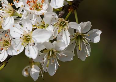 white flower in spring