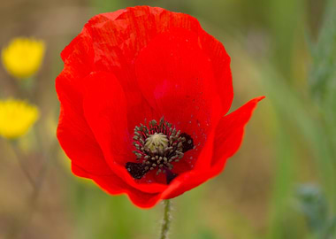 poppy in the garden