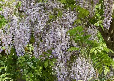 wisteria in the garden