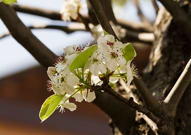 white flower in spring