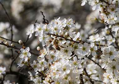 white flower in spring