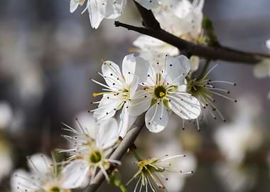 white flower in spring