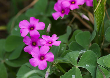 clover flower in the garde