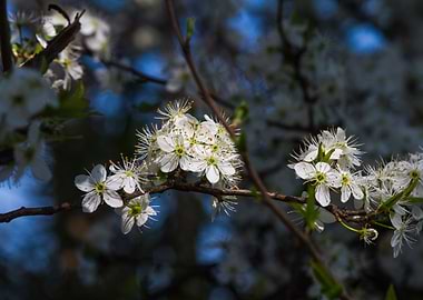 white flower in spring