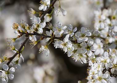 white flower in spring