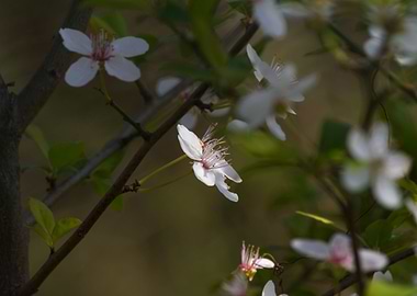 white flower in spring