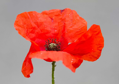 poppy in the garden