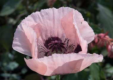 poppy in the garden