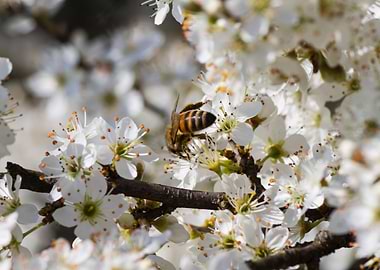 white flower in spring