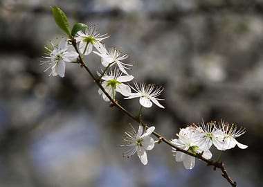 white flower in spring