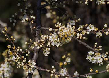 white flower in spring