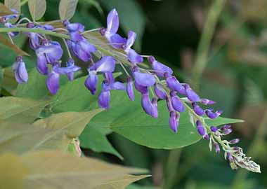 wisteria in the garden