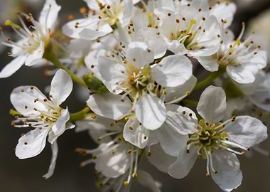 white flower in spring
