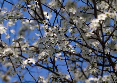 white flower in spring