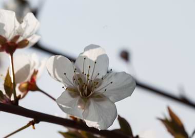 white flower in spring