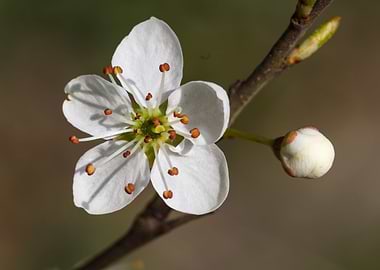 white flower in spring