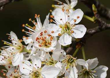 white flower in spring
