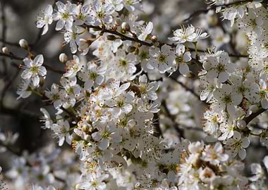 white flower in spring