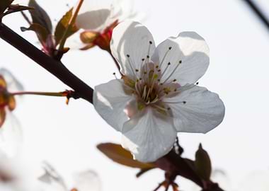 white flower in spring