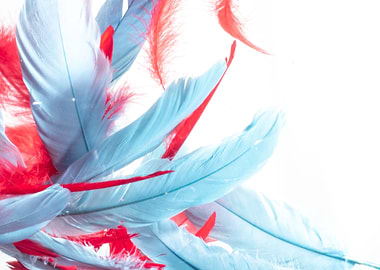 feather colorful