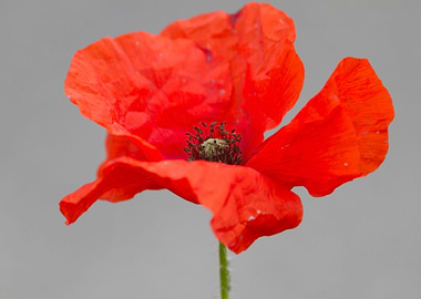 poppy in the garden