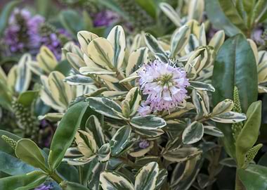 hebe plant in winter