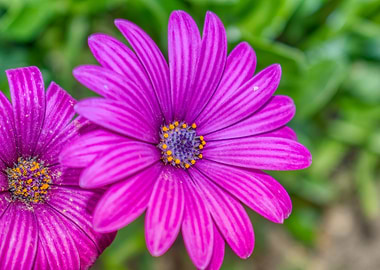purple flower