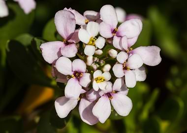 white flower in spring